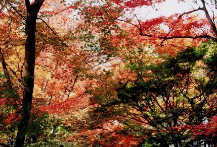 錦の紅葉
