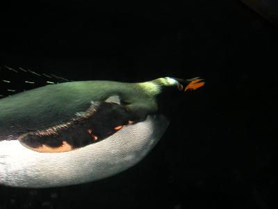 鳥類の証